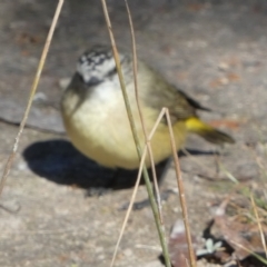 Acanthiza chrysorrhoa at QPRC LGA - suppressed