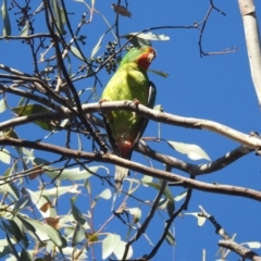 Lathamus discolor (Swift Parrot) at Lake Tuggeranong - 24 Apr 2024 by HelenCross