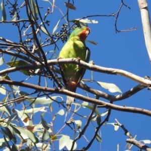 Lathamus discolor at Lake Tuggeranong - 25 Apr 2024