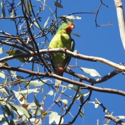 Lathamus discolor (Swift Parrot) at Kambah, ACT - 24 Apr 2024 by HelenCross