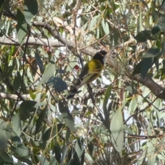 Pachycephala pectoralis (Golden Whistler) at QPRC LGA - 24 Apr 2024 by Paul4K