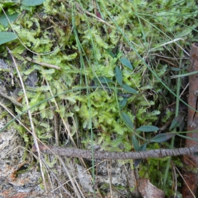 Unidentified Moss, Liverwort or Hornwort at Boro - 24 Apr 2024 by Paul4K