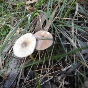 Lepiota sp. at QPRC LGA - suppressed