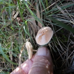 Lepiota sp. at QPRC LGA - suppressed