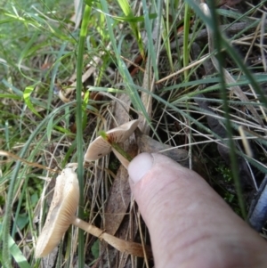 Lepiota sp. at QPRC LGA - suppressed