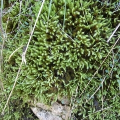 Unidentified Moss, Liverwort or Hornwort by Paul4K