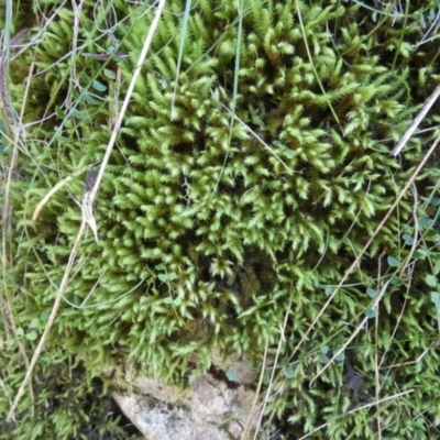 Unidentified Moss, Liverwort or Hornwort at Borough, NSW - 24 Apr 2024 by Paul4K