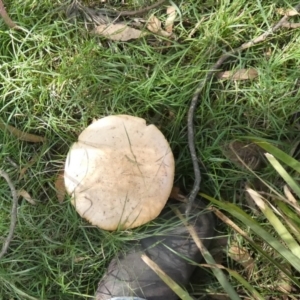 Amanita sp. at QPRC LGA - 24 Apr 2024