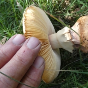 Amanita sp. at QPRC LGA - 24 Apr 2024