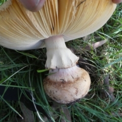 Amanita sp. at QPRC LGA - 24 Apr 2024