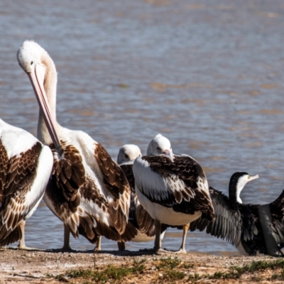 Pelecanus conspicillatus (Australian Pelican) at Menindee, NSW - 26 Jul 2022 by Petesteamer