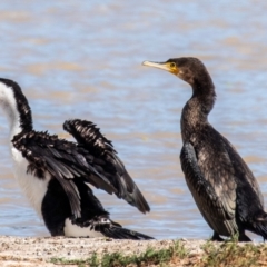 Phalacrocorax carbo (Great Cormorant) at Menindee, NSW - 26 Jul 2022 by Petesteamer