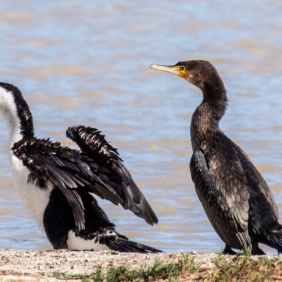 Phalacrocorax varius (Pied Cormorant) at Menindee, NSW - 26 Jul 2022 by Petesteamer