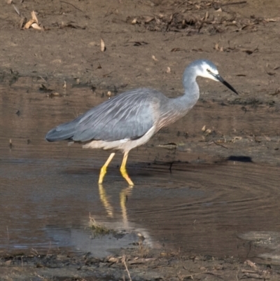 Egretta novaehollandiae (White-faced Heron) at Menindee, NSW - 26 Jul 2022 by Petesteamer