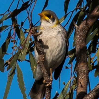 Manorina flavigula (Yellow-throated Miner) at Menindee, NSW - 26 Jul 2022 by Petesteamer