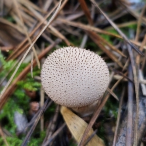 Lycoperdon sp. at QPRC LGA - 24 Apr 2024 12:19 PM