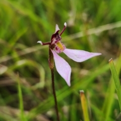 Eriochilus cucullatus (Parson's Bands) at Goulburn Mulwaree Council - 17 Mar 2024 by peterchandler