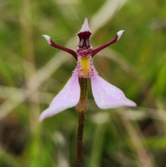 Eriochilus cucullatus at SCR380 at Windellama - suppressed