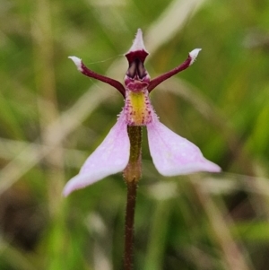 Eriochilus cucullatus at SCR380 at Windellama - suppressed