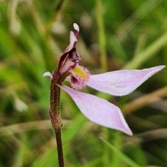 Eriochilus cucullatus at SCR380 at Windellama - suppressed