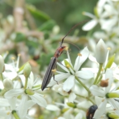 Syllitus microps (Longicorn or Longhorn beetle) at Pollinator-friendly garden Conder - 11 Dec 2023 by michaelb