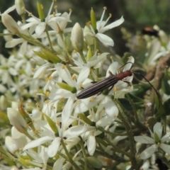 Syllitus rectus at Pollinator-friendly garden Conder - 11 Dec 2023 02:45 PM