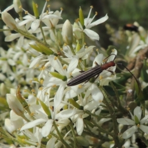 Syllitus microps at Pollinator-friendly garden Conder - 11 Dec 2023