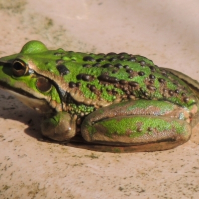 Litoria raniformis at Freshwater Creek, VIC - 6 Nov 2023 by WendyEM