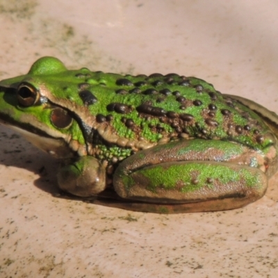 Unidentified Frog at Freshwater Creek, VIC - 6 Nov 2023 by WendyEM