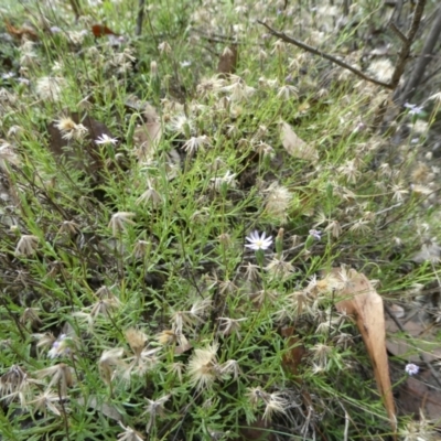 Vittadinia muelleri (Narrow-leafed New Holland Daisy) at SCR380 at Windellama - 27 Feb 2024 by peterchandler