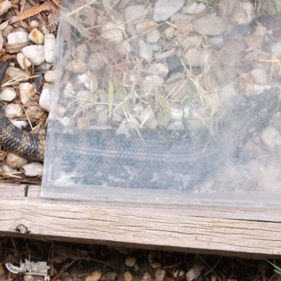 Tiliqua scincoides scincoides (Eastern Blue-tongue) at Herne Hill, VIC - 26 Nov 2023 by WendyEM