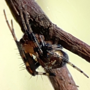 Araneus albotriangulus at Mount Ainslie - 24 Apr 2024