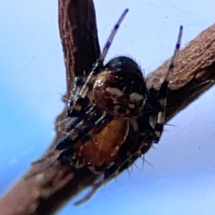 Araneus albotriangulus at Mount Ainslie - 24 Apr 2024