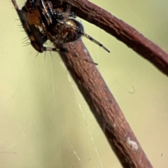 Araneus albotriangulus at Mount Ainslie - 24 Apr 2024 03:24 PM