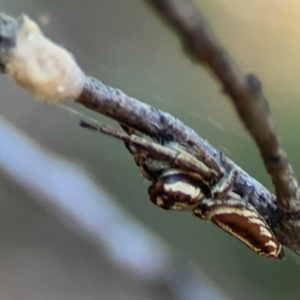 Sandalodes bipenicillatus at Mount Ainslie - 24 Apr 2024 03:14 PM