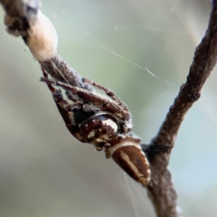 Sandalodes bipenicillatus at Mount Ainslie - 24 Apr 2024 03:14 PM