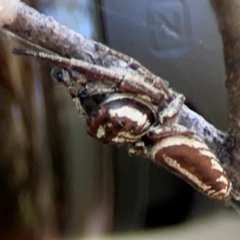 Sandalodes bipenicillatus at Mount Ainslie - 24 Apr 2024 03:14 PM