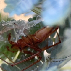 Cheiracanthium sp. (genus) (Unidentified Slender Sac Spider) at Ainslie, ACT - 24 Apr 2024 by Hejor1