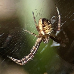 Gea theridioides (An orb weaver spider) at Mount Ainslie - 24 Apr 2024 by Hejor1