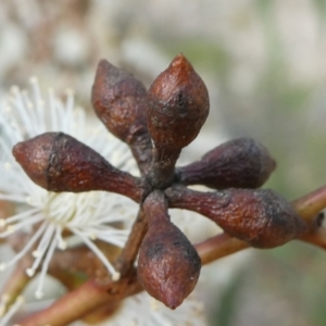 Eucalyptus mannifera at SCR380 at Windellama - 28 Feb 2024