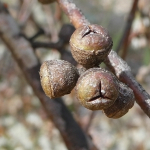 Eucalyptus mannifera at SCR380 at Windellama - suppressed