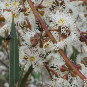 Eucalyptus mannifera at SCR380 at Windellama - suppressed