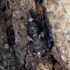Eurymeloides punctata (Gumtree hopper) at Mount Ainslie - 24 Apr 2024 by Hejor1