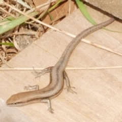 Unidentified Skink at Freshwater Creek, VIC - 14 Dec 2023 by WendyEM