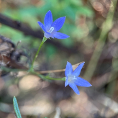Wahlenbergia capillaris (Tufted Bluebell) at Mount Ainslie - 24 Apr 2024 by Hejor1