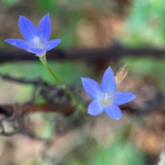 Wahlenbergia capillaris at Mount Ainslie - 24 Apr 2024