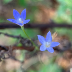 Wahlenbergia capillaris at Mount Ainslie - 24 Apr 2024 02:41 PM