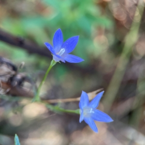 Wahlenbergia capillaris at Mount Ainslie - 24 Apr 2024 02:41 PM