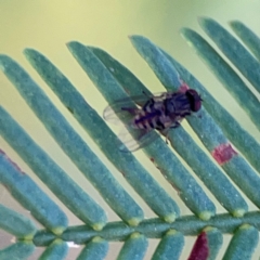 Lindneromyia sp. (Flat-footed fly) at Ainslie, ACT - 24 Apr 2024 by Hejor1