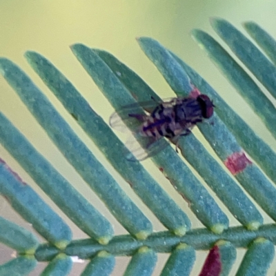 Lindneromyia sp. (Flat-footed fly) at Ainslie, ACT - 24 Apr 2024 by Hejor1